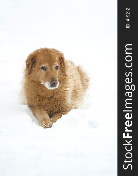 Golden Retriever mix in the snow. Golden Retriever mix in the snow