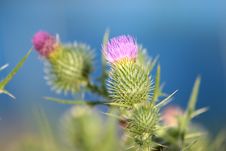 Thistles By Caddies Creek Stock Image Thistles By Caddies Creek Stock Image