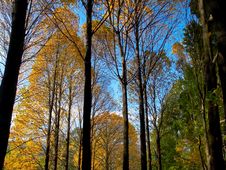 Colorful Leave And Fall Forest Royalty Free Stock Photos Colorful Leave And Fall Forest Royalty Free Stock Photos