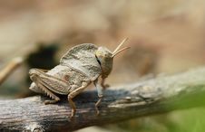 Free Locust Royalty Free Stock Photos - 4103248