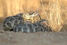 Southern Pacific Rattlesnake Stock Photos Southern Pacific Rattlesnake Stock Photos