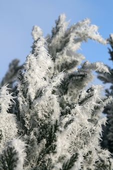 Hoarfrost Royalty Free Stock Images Hoarfrost Royalty Free Stock Images