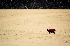 Dog Outdoors In Winter Royalty Free Stock Images