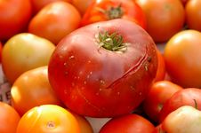 Tomatoes Stock Photo Tomatoes Stock Photo