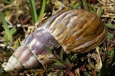 Large Tropical Snail On Ground Stock Images