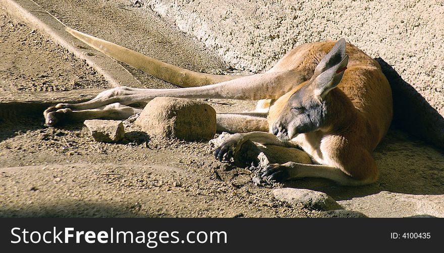 A Kangaroo enjoys a nap in the sun. A Kangaroo enjoys a nap in the sun.