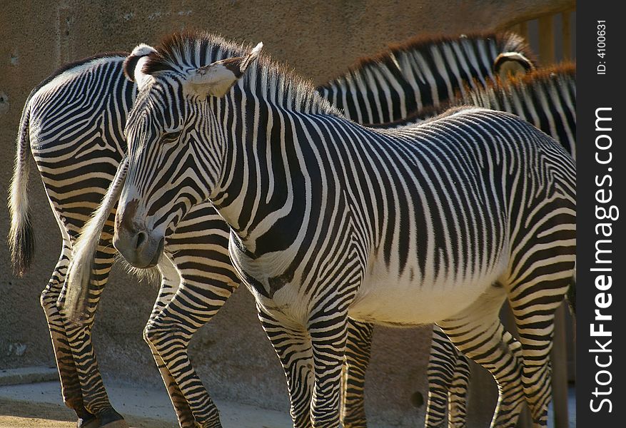 A group of Zebra gather in the afternoon sun. A group of Zebra gather in the afternoon sun.