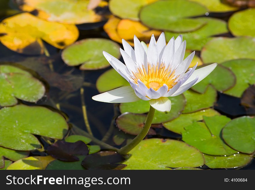 Yellow and white flower details with leafs. Yellow and white flower details with leafs