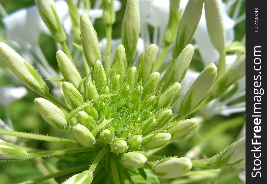 Lovely, and a little weird looking too, a Spider Flower.