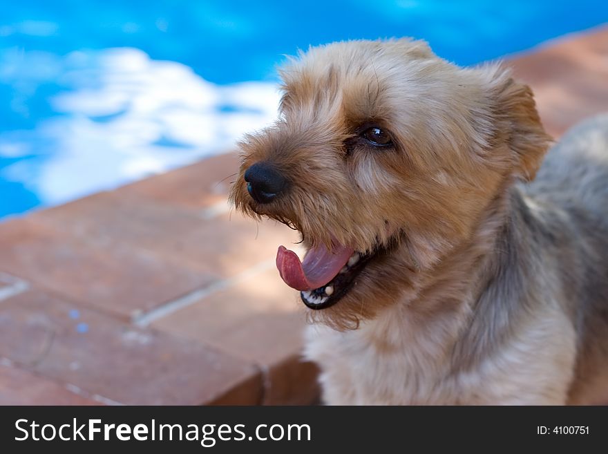 Dog yawn and its tongue