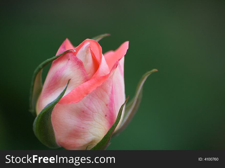 Closed pink rose with green background. Closed pink rose with green background