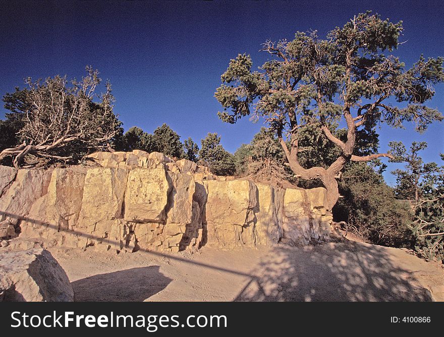 Scrub trees atop south rim of Grand Canyon, Arizona USA at daybreak. Scrub trees atop south rim of Grand Canyon, Arizona USA at daybreak