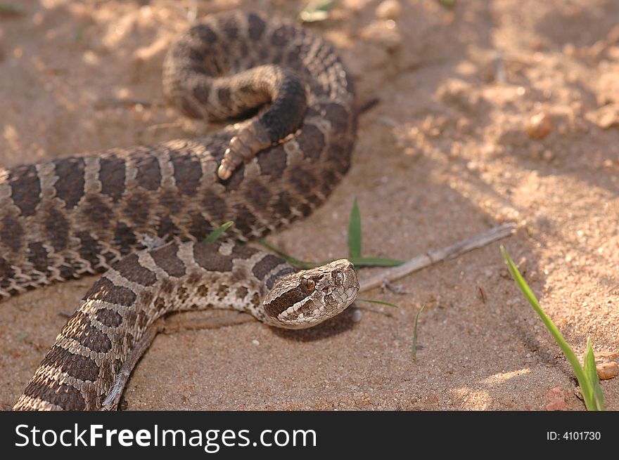 A western Massasauga rattlesnake from central Kansas. A western Massasauga rattlesnake from central Kansas.