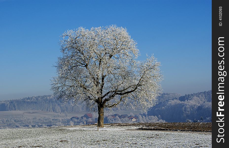 Tree in the Swiss Countryside covered with frost. Tree in the Swiss Countryside covered with frost.