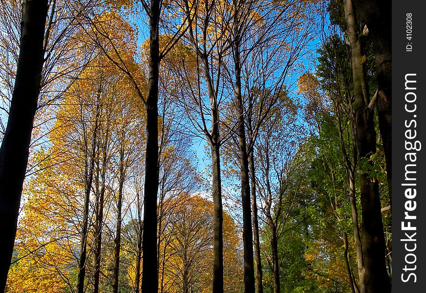 Colorful leave and fall forest