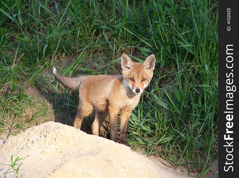 Red Fox ( Vulpes vulpes ). Russia.