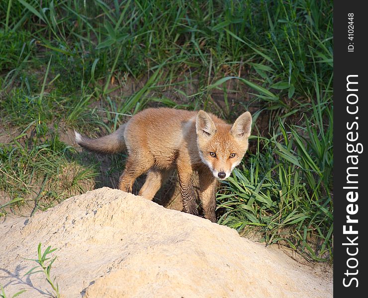 Red Fox ( Vulpes Vulpes )