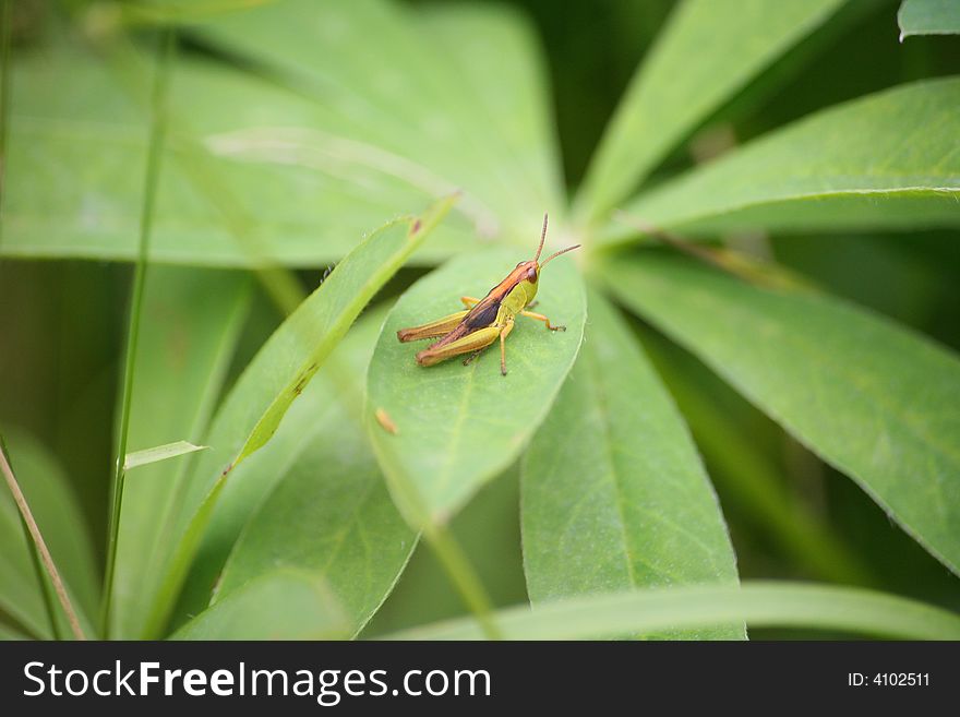 Small grasshopper in a green grass