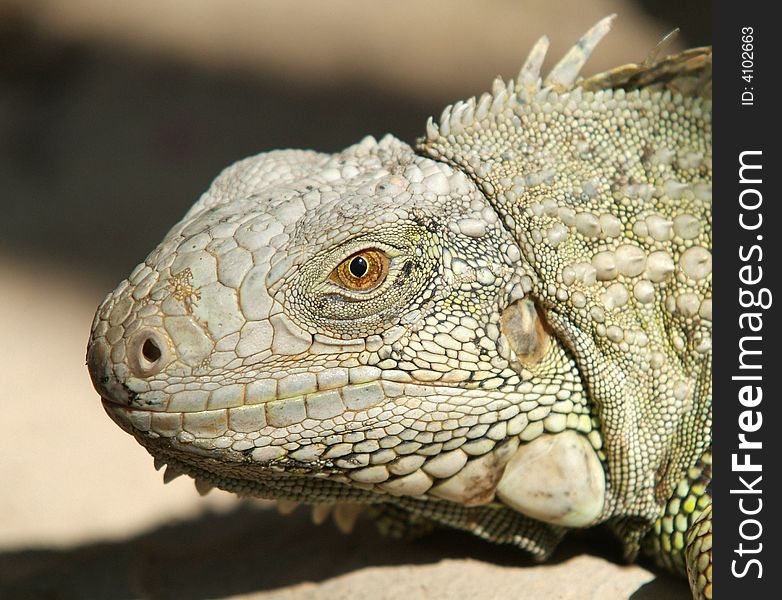 Head of iguana on a blurred background. Shallow depth of field with the eye in focus.