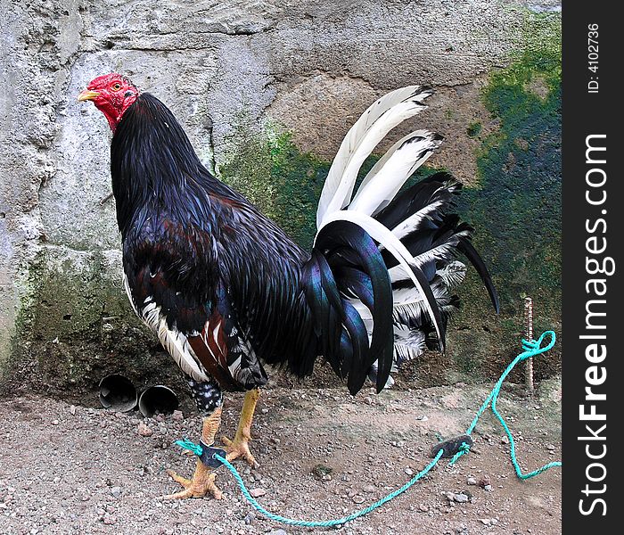 Rooster tied up in granada nicaragua