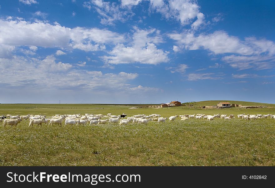 Xilinhaote grassland is main pasturage of  Inner Mongolia