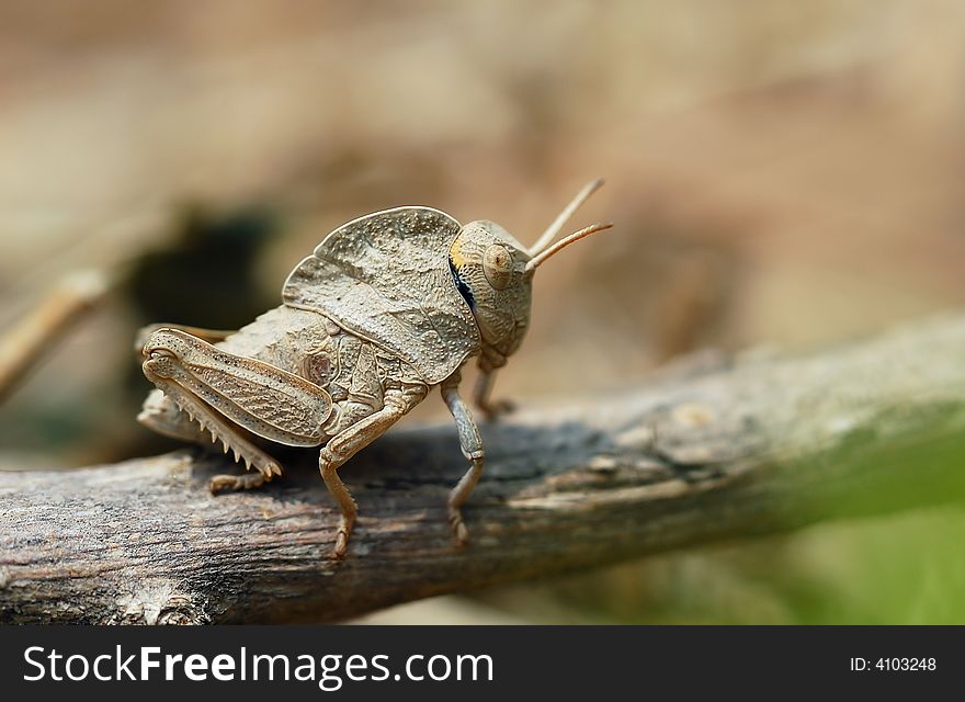 Armored locust on the dry rot branch