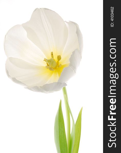 Close up image of white tulip