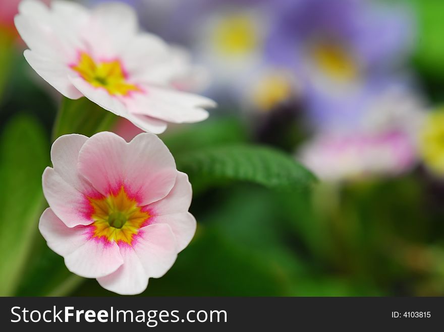 Pink primula flowers against natural blur background. Pink primula flowers against natural blur background