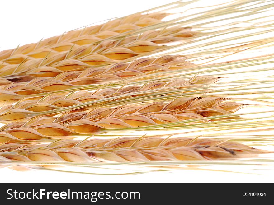 Wheat branches on white background
