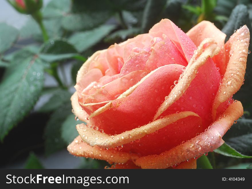 Droplet on orange rose flower