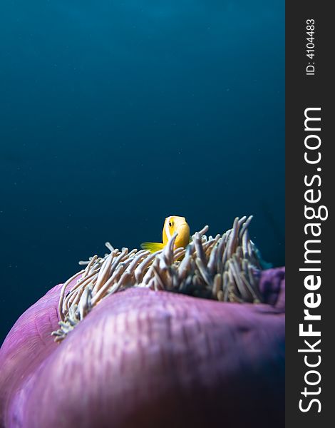 Underwater anemone with clown fish