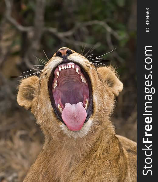 Lions sleep a lot. This one yawned as it woke up. Lions sleep a lot. This one yawned as it woke up