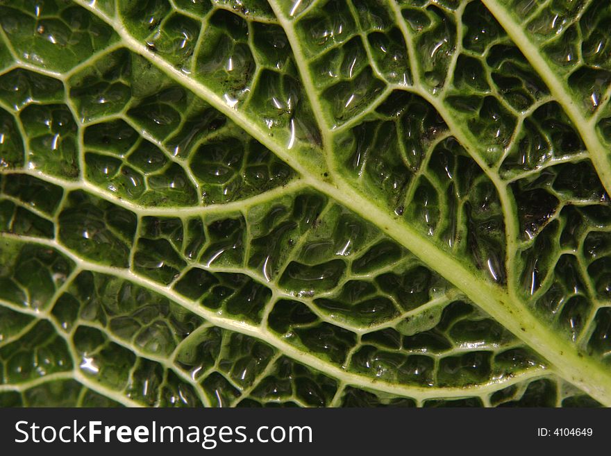 Detail of a wet cabbage leaf