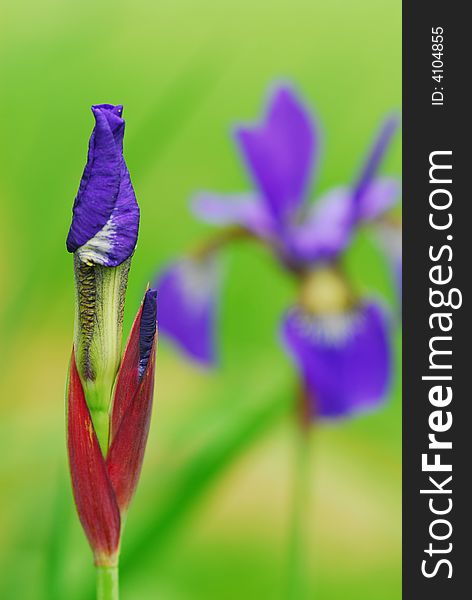 Beautiful Iris bud in flowerbed