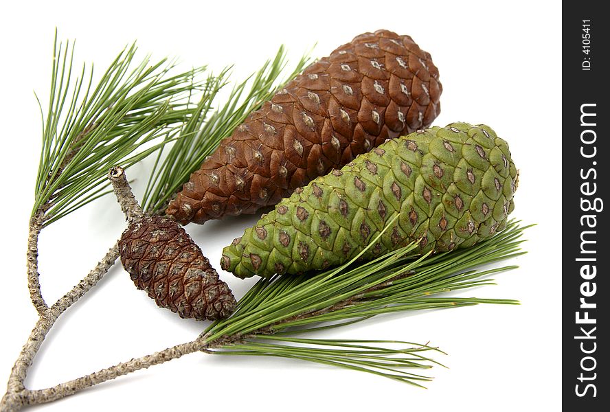 Pinecones forest with its corresponding sheet. Pinecones forest with its corresponding sheet