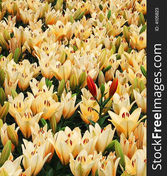 Flower and Bud in Shenyang International Horticultural Exposition, 2006