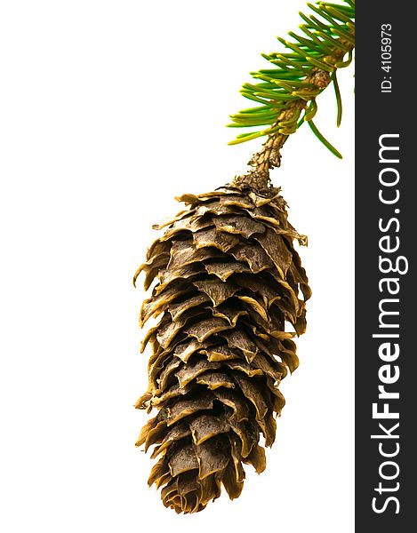 Close up on fir-cone on white background