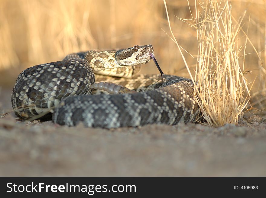 A southern pacific rattlesnake sitting partially in the shade and partially in the sun during a California sunset.