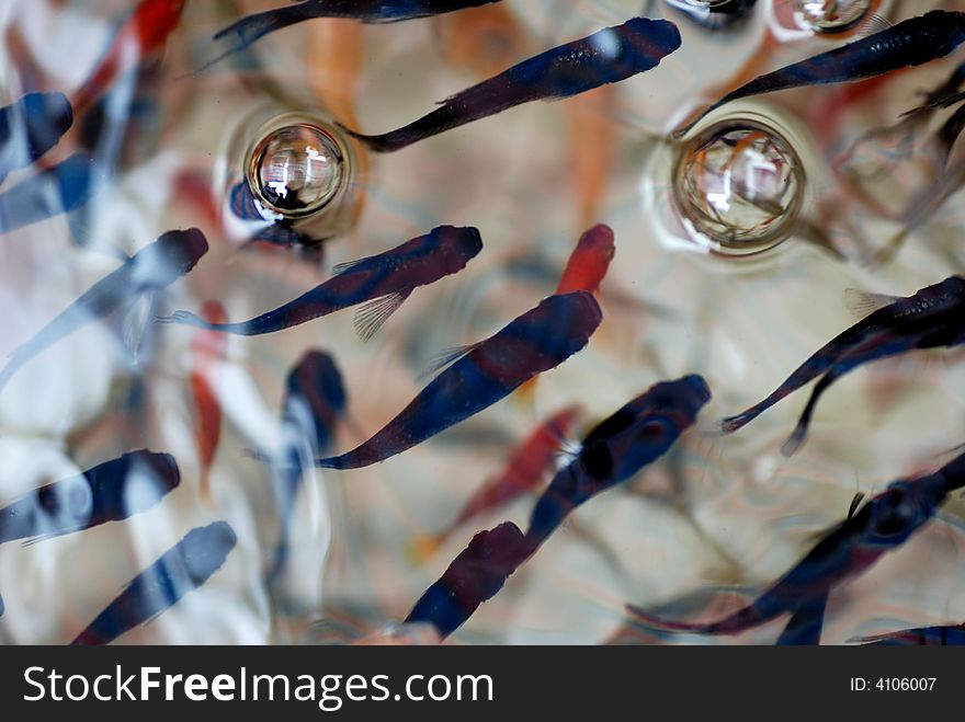 a swarm of tropical fish swimming in the fresh water. a swarm of tropical fish swimming in the fresh water