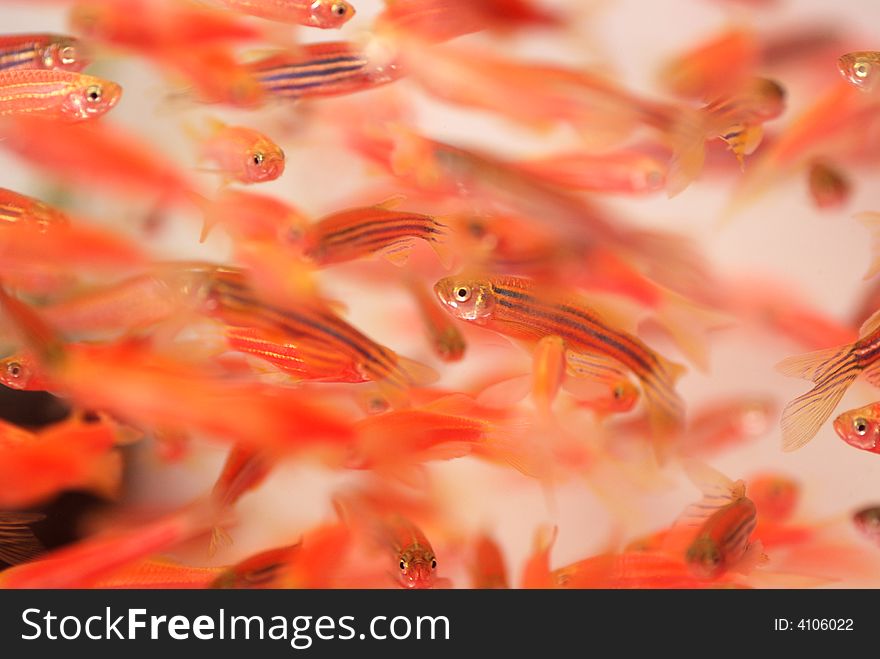 A group of colorful tropical fish are swimming in the water happily. A group of colorful tropical fish are swimming in the water happily