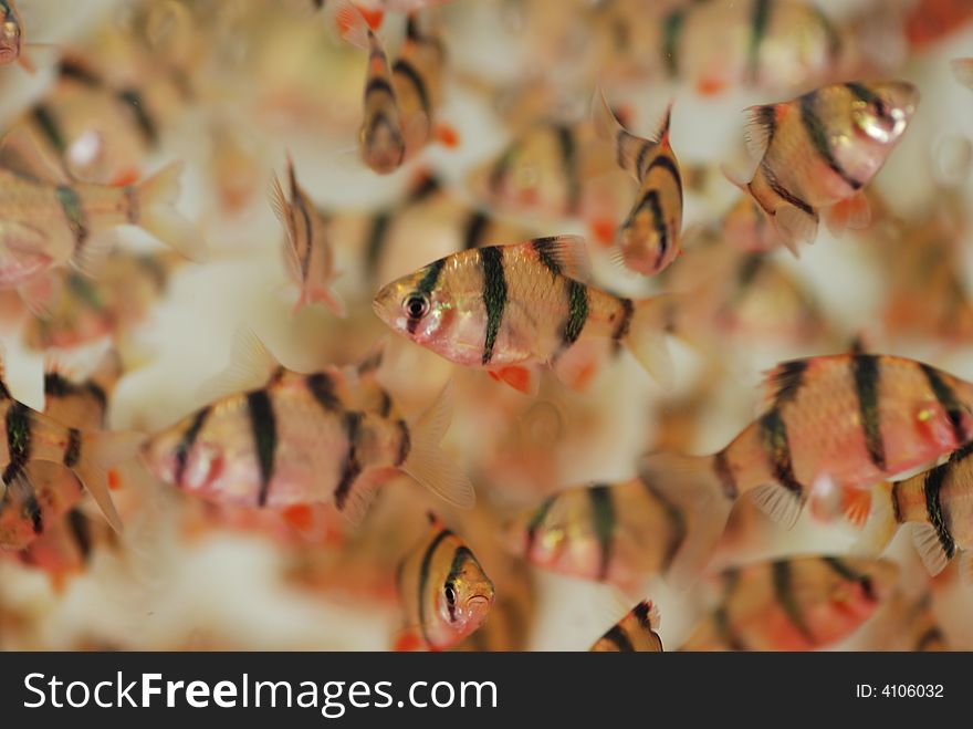 A swarm of colorful tropical fish swimming careless in the water. A swarm of colorful tropical fish swimming careless in the water