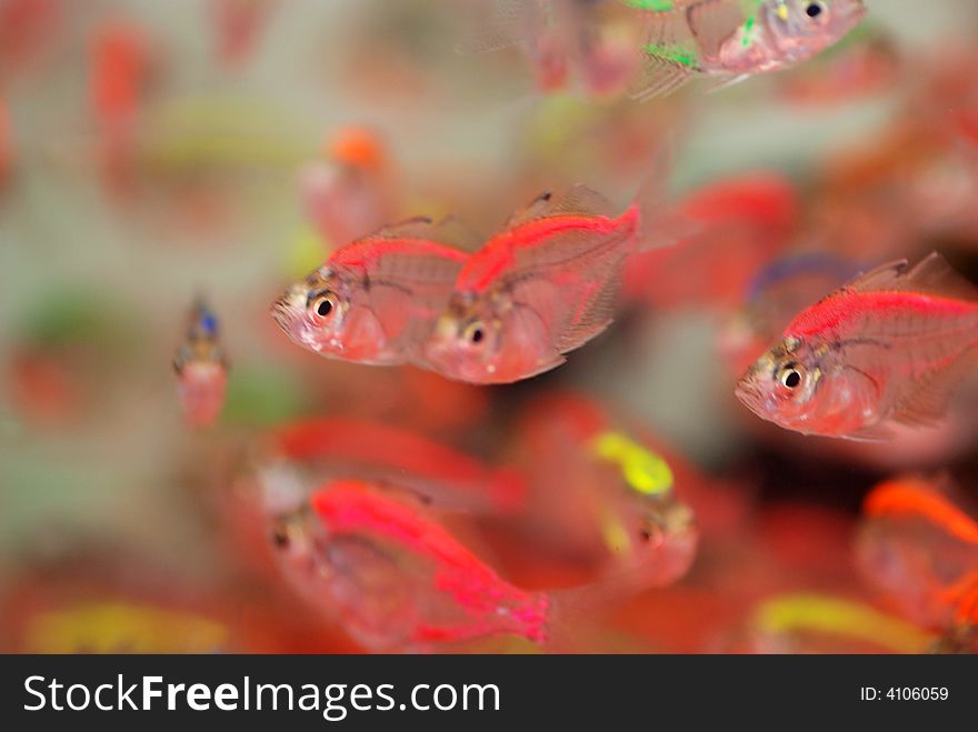 A swarm of crystal tropical fish swimming careless in the water. A swarm of crystal tropical fish swimming careless in the water