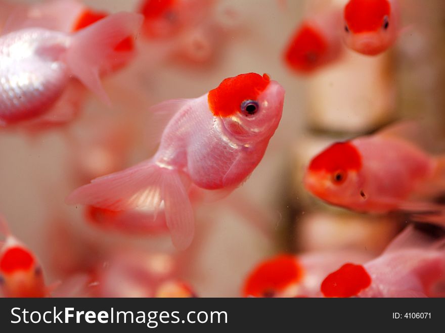 A swarm of chinese goldfish swimming freely