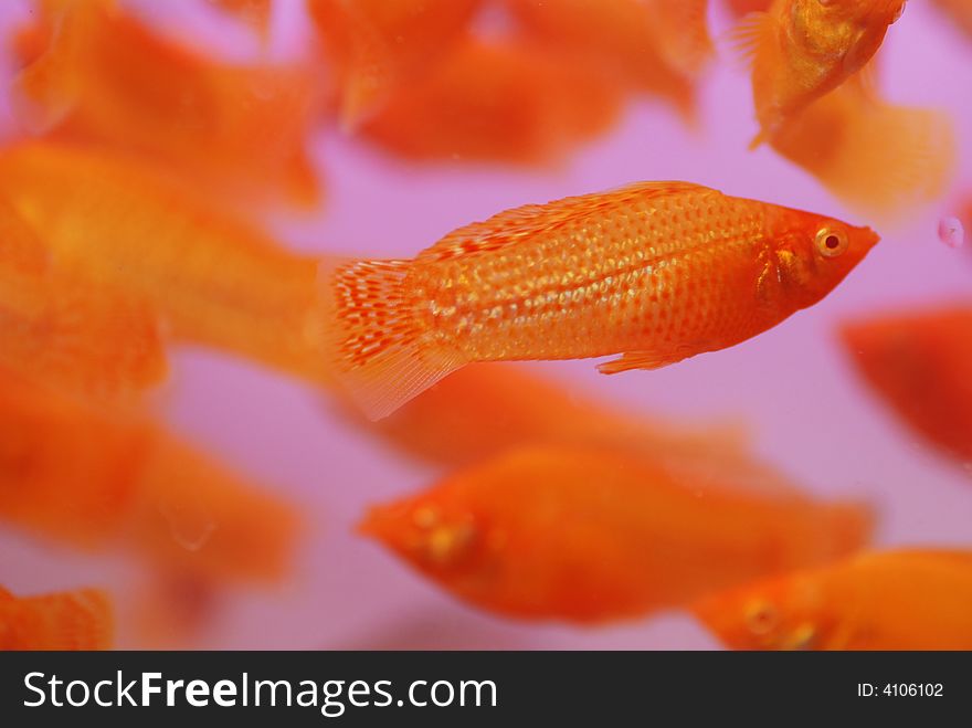 Colorful tropical fish swimming in the water. Colorful tropical fish swimming in the water