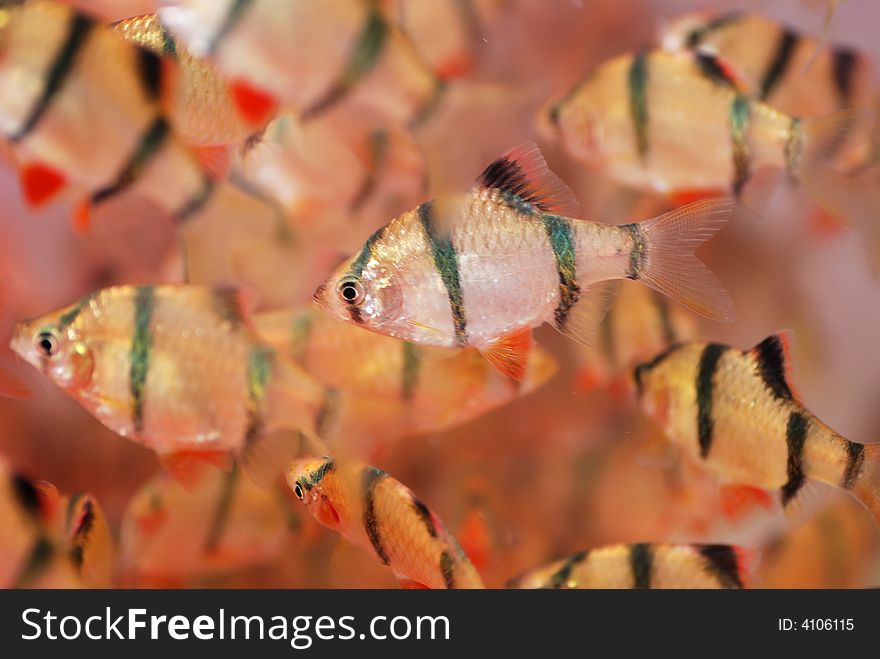 Lovely Tropical Fish
