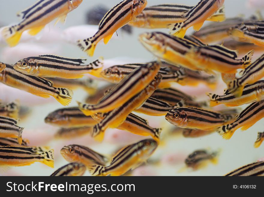 Colorful lovely tropical fish swiming in the water