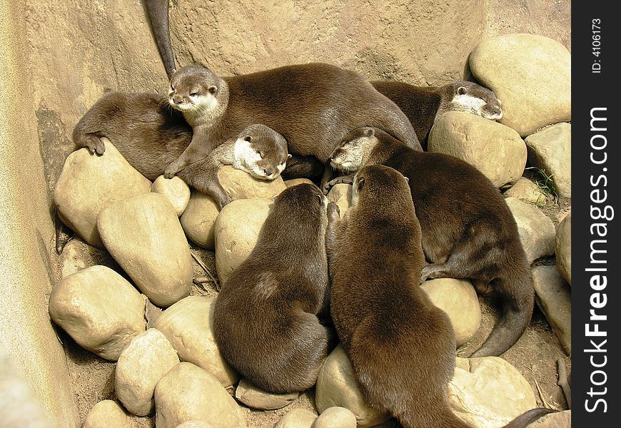 Otters Sleeping