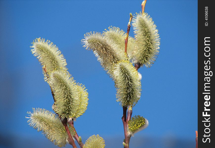 The tiny buds in front of the blue sky