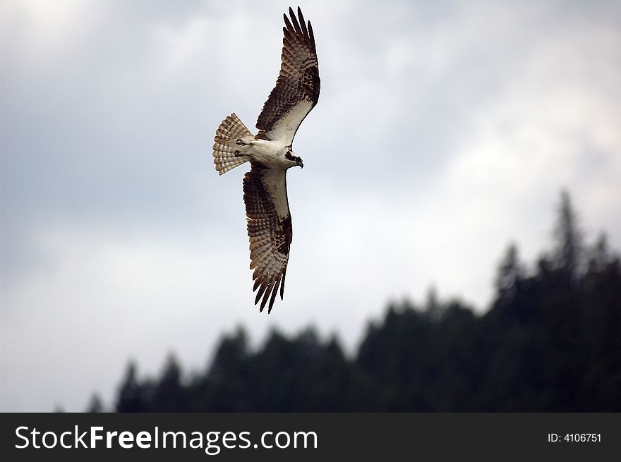 Osprey In Flight