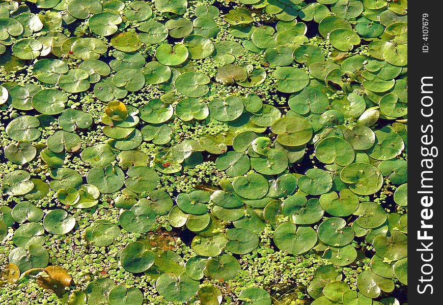 Green leaves on a water surface
